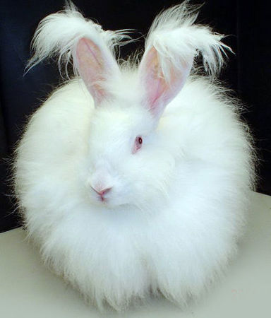 Picture for category Our angora rabbit's welfare. No pain! Just love!